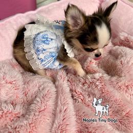 Peeps 8,000 - Black sabled fawn female Chihuahua puppy in Naples, Florida from Naples Tiny Dogs