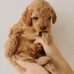 Goldendoodle Puppies from Patton Doodles