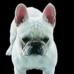 Eagan - French Bulldog