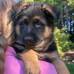 Blue Brave Heart - Black and tan male German Shepherd puppy in Bonney Lake, Washington from German Shepherds Von Washington