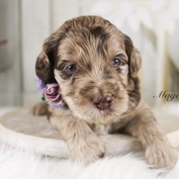 Bernedoodle and Goldendoodle Puppies from Adirondack Poodles Goldendoodles,Bernedoodles & Schnoodles