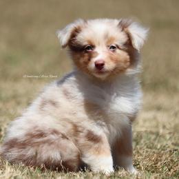 RMF3 - Red merle Australian Shepherd puppy in Chehalis, Washington from Wandering Acres Ranch