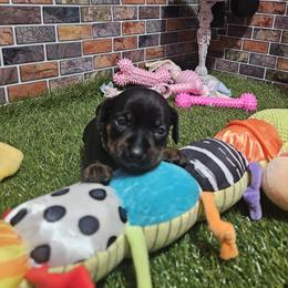 Boy 4 - male Miniature Pinscher puppy in Baton Rouge, Louisiana from Pike's Pups