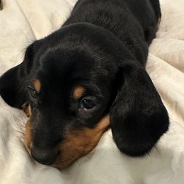 Boy 3 no white spot - Black and tan male Dachshund puppy in Buckeye, Arizona from Ryder's Roundup