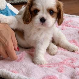 Purple - Blenheim female Cavalier King Charles Spaniel puppy in Greensboro, North Carolina from Hyde Park Cavaliers