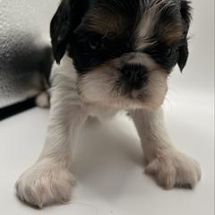 Enchanting Charlies Bippidi Boppidi Boo - Black white and tan female English Toy Spaniel puppy in Pennsylvania from Enchanting Charlies