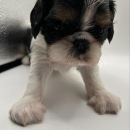 Enchanting Charlies Bippidi Boppidi Boo - Black white and tan female English Toy Spaniel puppy in Pennsylvania from Enchanting Charlies