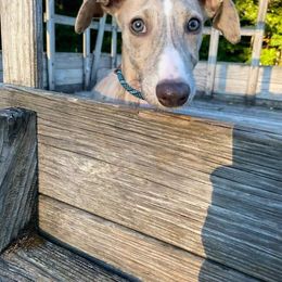 Lurcher and Whippet Puppies from River Valley Canines