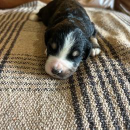 Bella - Tri-color female Bernedoodle puppy in Arabi, Georgia from Huckadoodle Farm