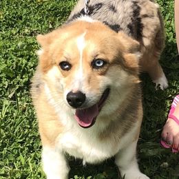 American Corgi and Pembroke Welsh Corgi All Grown Up from Circle D Corgis