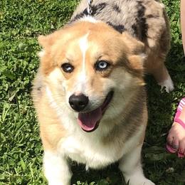 American Corgi and Pembroke Welsh Corgi All Grown Up from Circle D Corgis