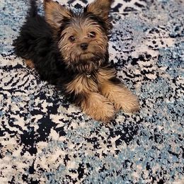 Australian Shepherd, Boerboel, Shorkie, and Yorkshire Terrier Puppies from SATA Kennels