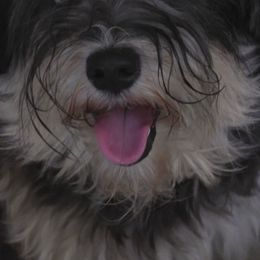 Silvey - Miniature Schnauzer