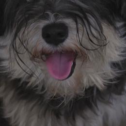 Silvey - Miniature Schnauzer