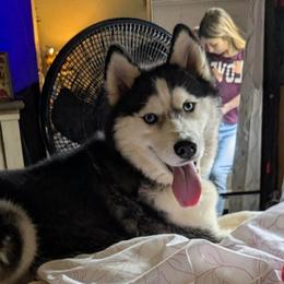 Karma - Siberian Husky