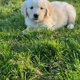 Golden Retriever and Labrador Retriever Puppies from Abels Envy Retrievers