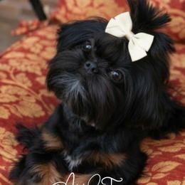 McKenzie - Shih Tzu