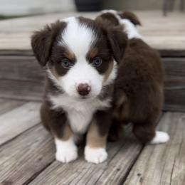 Miniature Australian Shepherd Puppies from All That Auss Mini Aussies