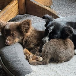 Paul - Black tri male Toy Australian Shepherd puppy in Bly, Oregon from Rockin AC Toy Aussies