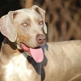 Hela - Catahoula Leopard Dog