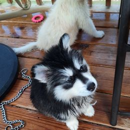 Pomsky Puppies from Zeuskis Pomskies