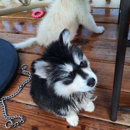 Pomsky Puppies from Zeuskis Pomskies