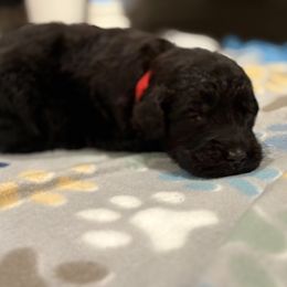 Goldendoodle and Poodle Puppies from Southern Stroll Poodles & Doodles