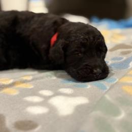Goldendoodle and Poodle Puppies from Southern Stroll Poodles & Doodles