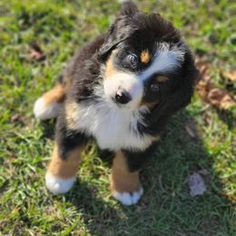 Bernese Mountain Dog and Golden Retriever All Grown Up from Gold Point Pups