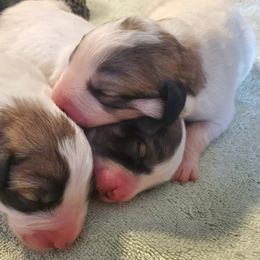 Girl 2 - Great Pyrenees puppy in Arroyo Grande, California from Wild Bunch Ranch - Home of Le Patou Great Pyrenees