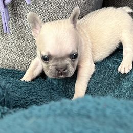 French Bulldog Puppies from Moore Puppy Love