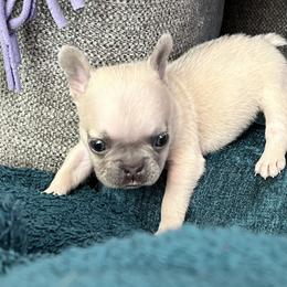 French Bulldog Puppies from Moore Puppy Love