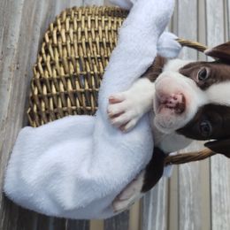 Boston Terrier Puppies from Dixieland Bostons