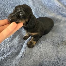 Black and Cream Male 1 - Black and cream male Dachshund puppy in Morristown, Tennessee from Lakeway Farms