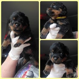 Rottweiler Puppies from Panhandle Rottweilers
