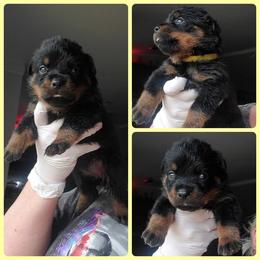 Rottweiler Puppies from Panhandle Rottweilers
