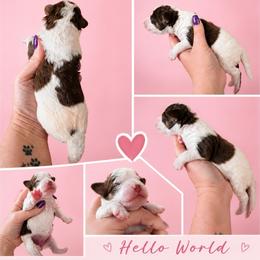 Girl 2, Jersey - Brown and white female Bernedoodle puppy in Delphos, Ohio from Route 66 Poodles & Doodles, Sapphire Shih-tzu's of Ohio