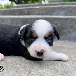 Brie - Black tri female Miniature Australian Shepherd puppy in Sandy Hook, Kentucky from RidgeTop Aussies