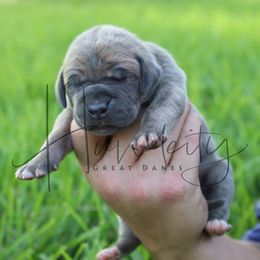 Onyx - Blue brindle male Great Dane puppy in Denison, Texas from Hundeity Great Danes