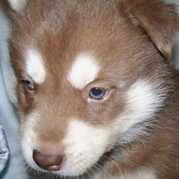 Siberian Huskies from Debra Hickam's Siberian Huskies