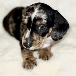 Boy 3 - male Dachshund puppy in Fredonia, Arizona from Desert Horizon Dachshunds