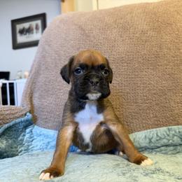 Boy 1 - Fawn male Boxer puppy in Prestonsburg, Kentucky from Bre’s Boxers