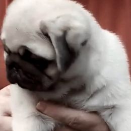 Pug Puppies from Pickwick Pugs