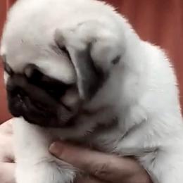 Pug Puppies from Pickwick Pugs