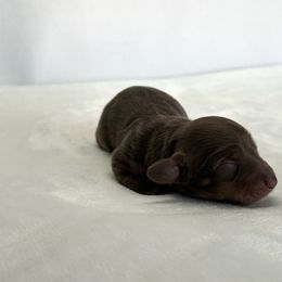 Lyra - Chocolate and tan female Dachshund puppy in Sacramento, California from HEFFERNAN HOUNDS