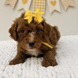 Yellow girl - Red female Cavapoo puppy in Waskom, Texas from Pearls & Curls doodles & poodles