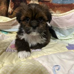 Puppy 4 - Grizzle female Lhasa Apso puppy in Ridgeville, South Carolina from Ponderosa Lhasa Apso Ranch