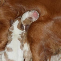Cavalier King Charles Spaniel Puppies from Pleasant Meadows