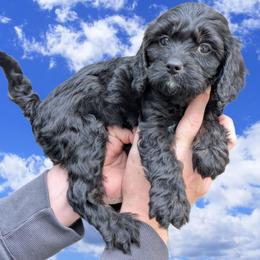 Peep - Black and tan male Cavapoo puppy in Coshocton, Ohio from Forever Family Puppies