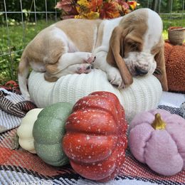 Tug Boat - Red and white male Basset Hound puppy in Big Rapids, Michigan from Basket Hound Bassets